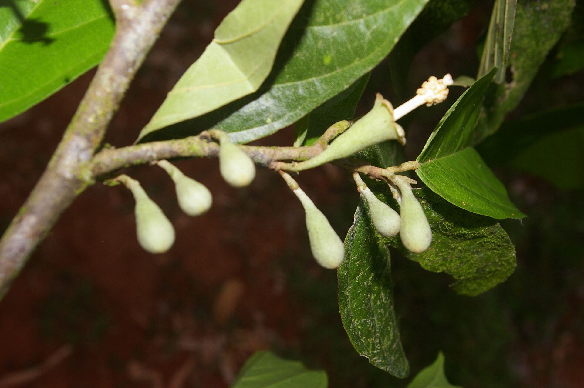 Quararibea stenophylla fruit