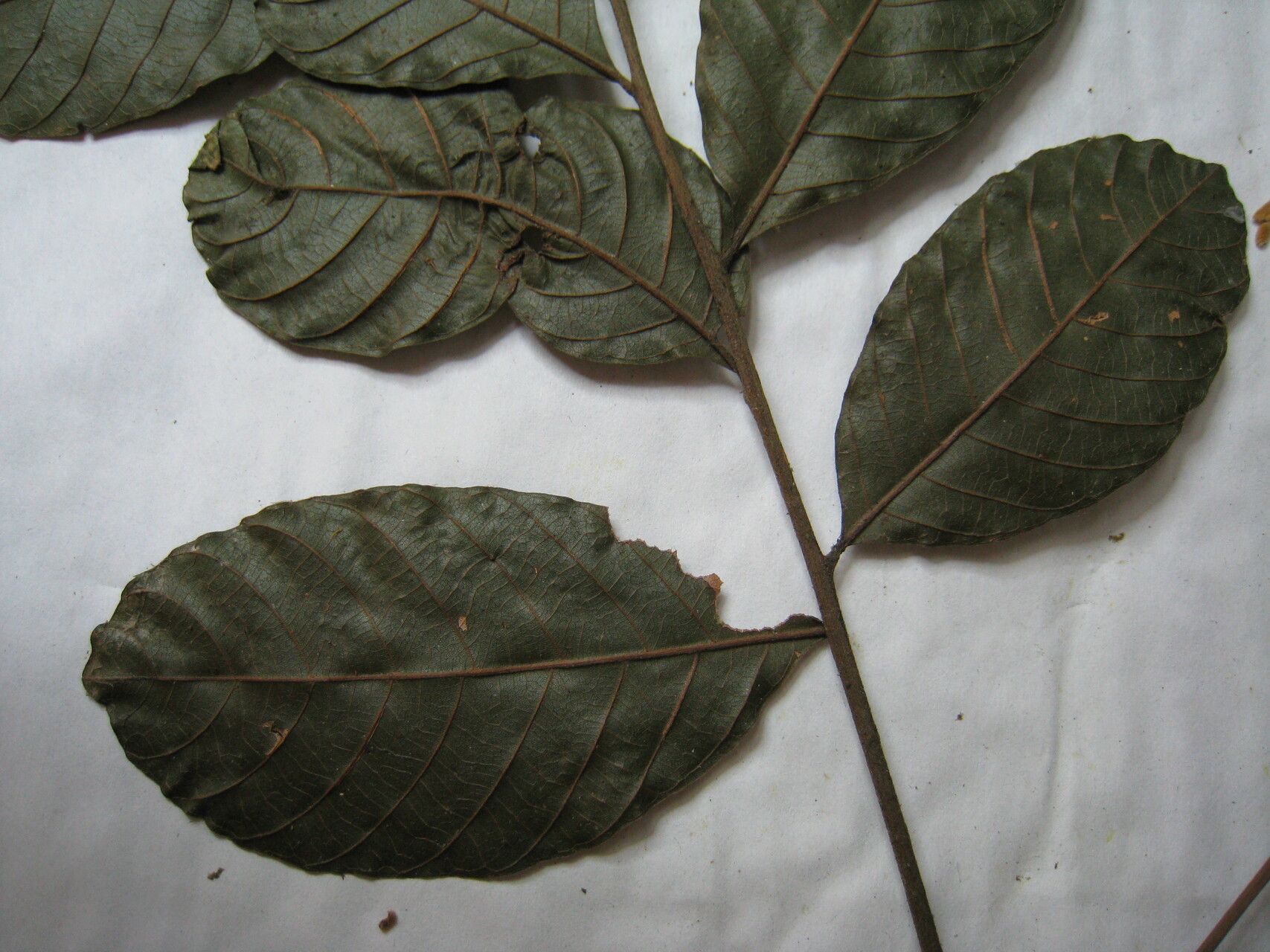 Cupania scrobiculata other