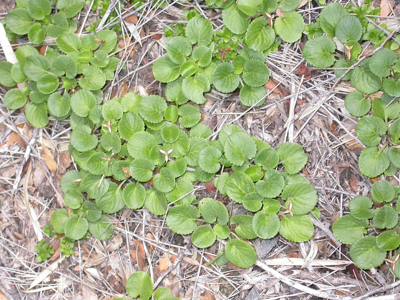 Viola reichei — search result for 'Viola'