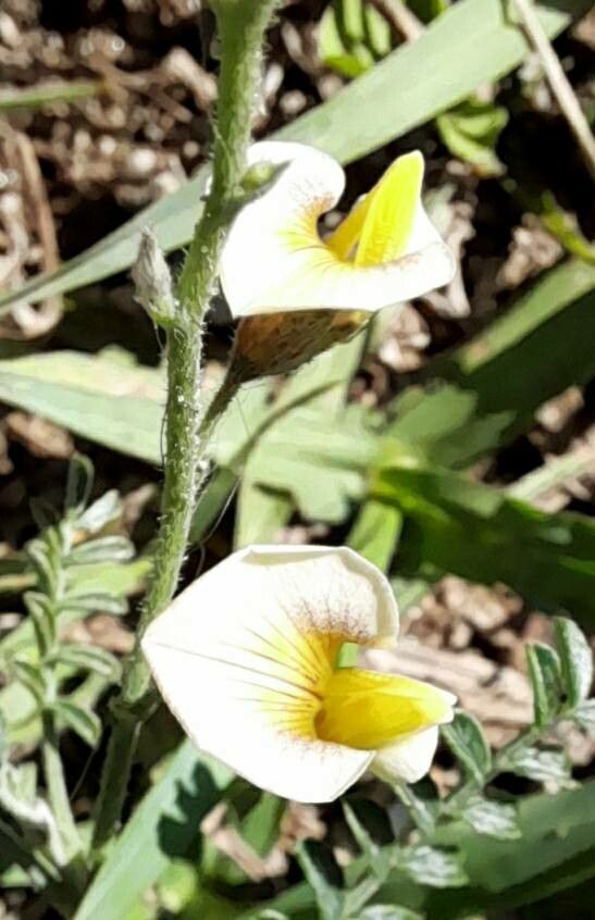 Adesmia cordobensis flower
