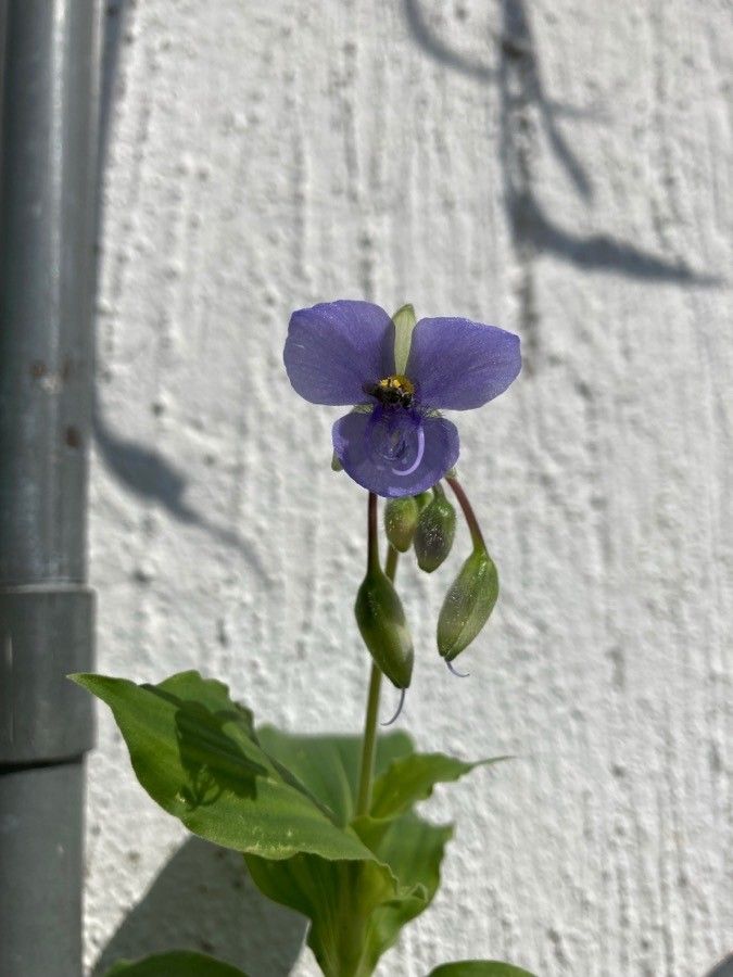 Tinantia erecta flower