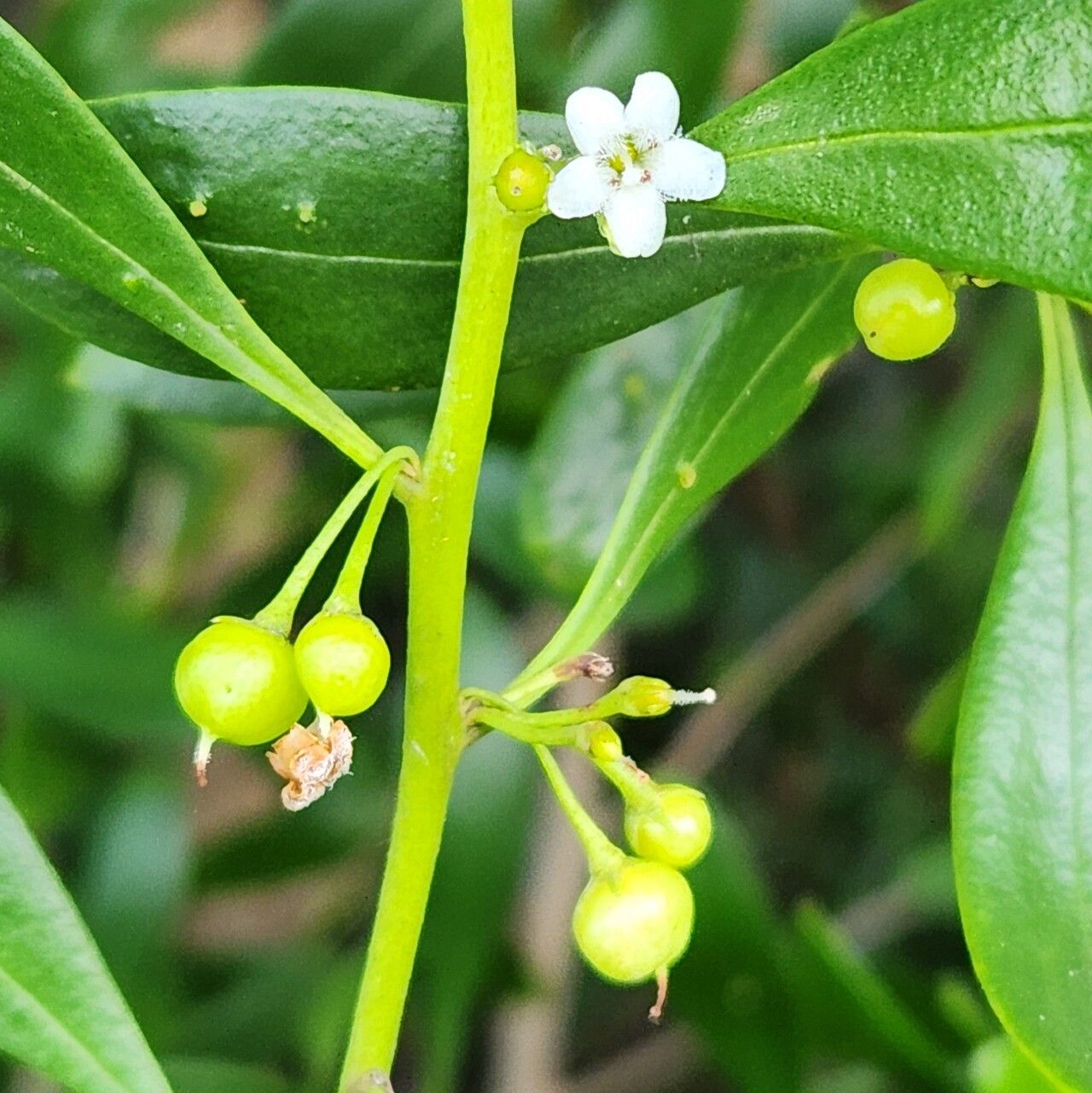 Myoporum boninense flower