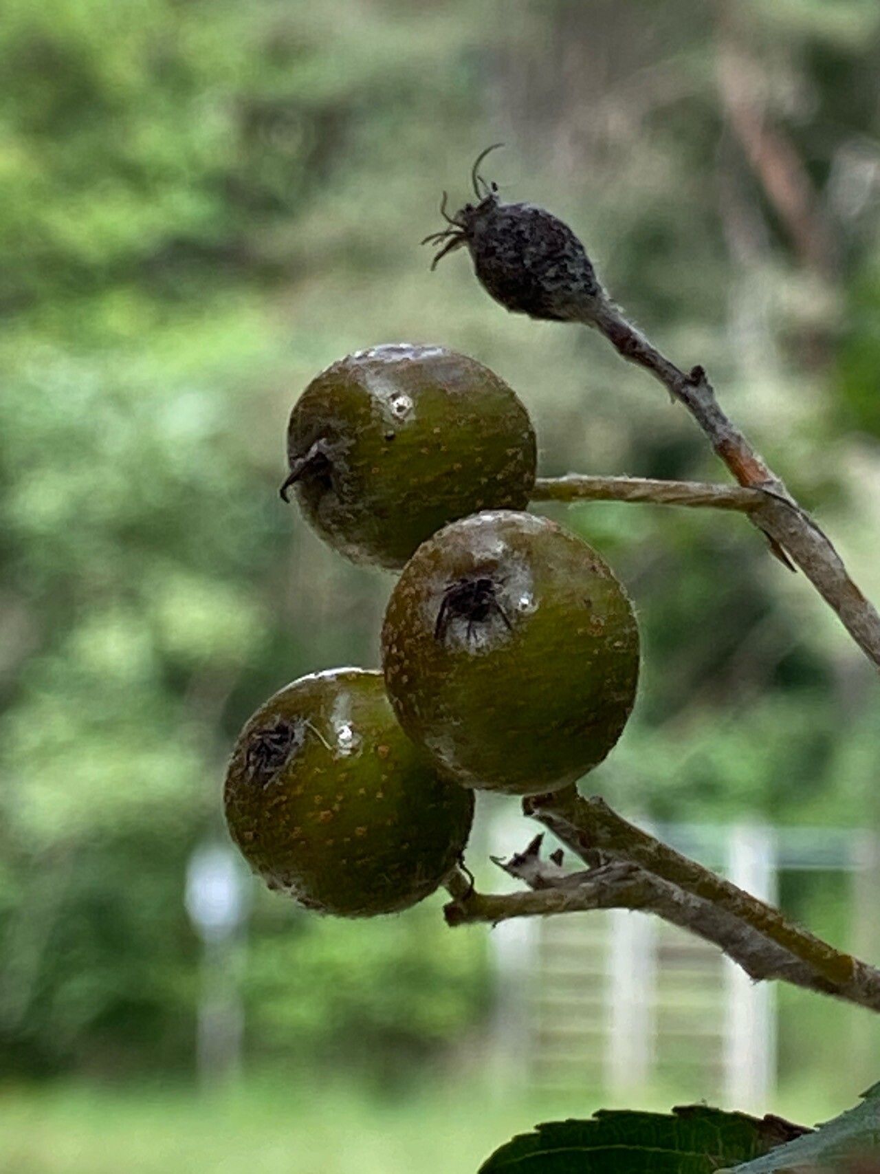 Karpatiosorbus remensis fruit