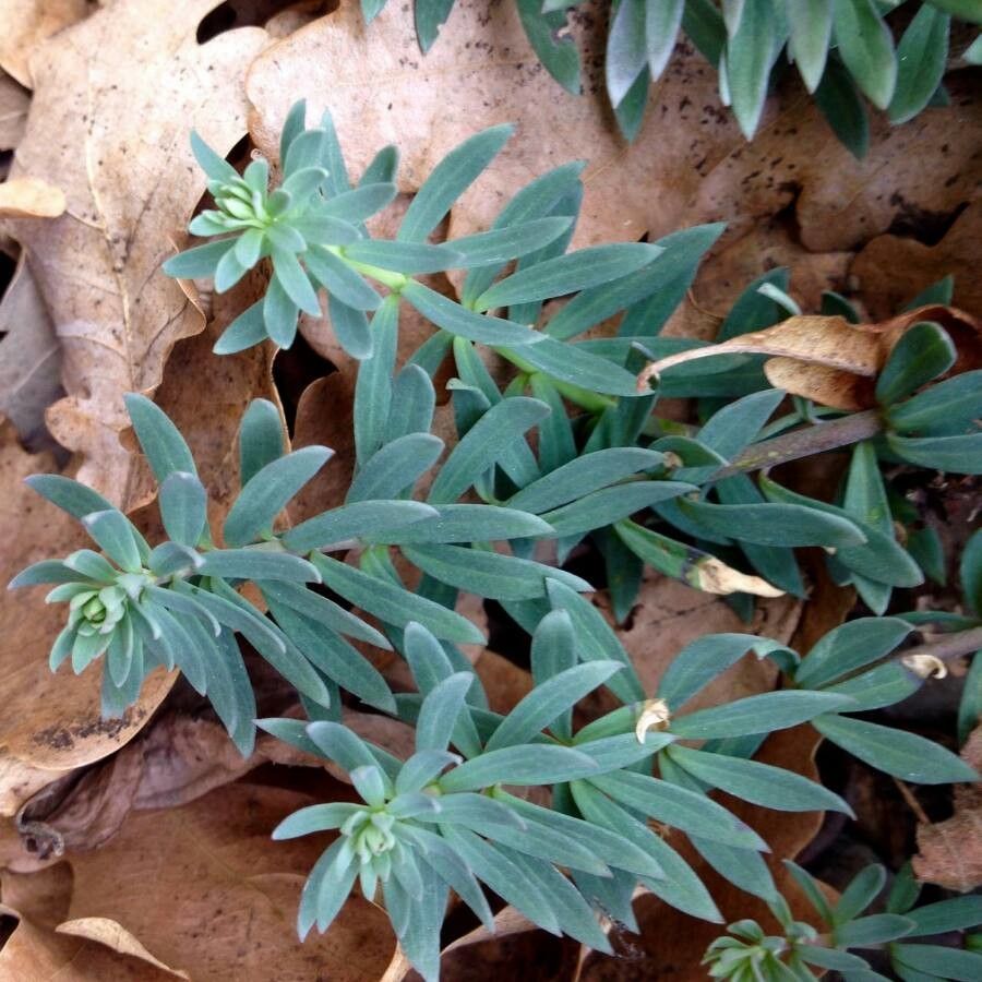 Euphorbia corsica — houseplant care guide