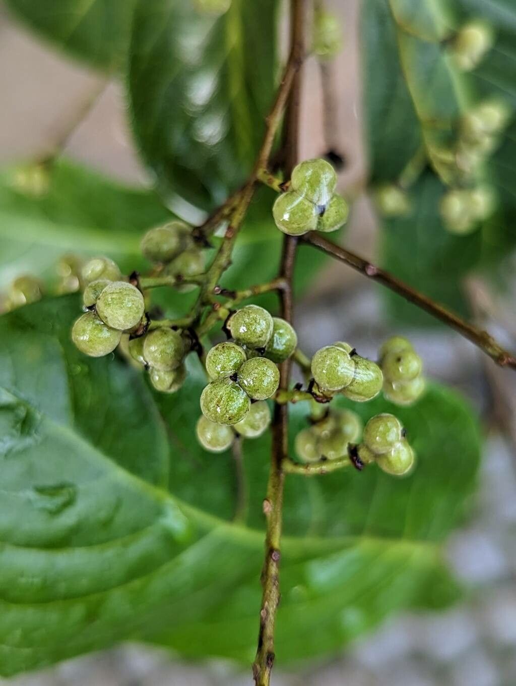 Alectryon connatus fruit
