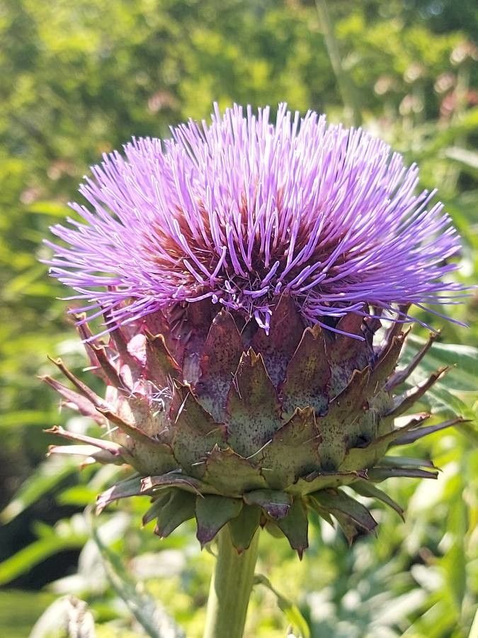 Cynara cardunculus flower