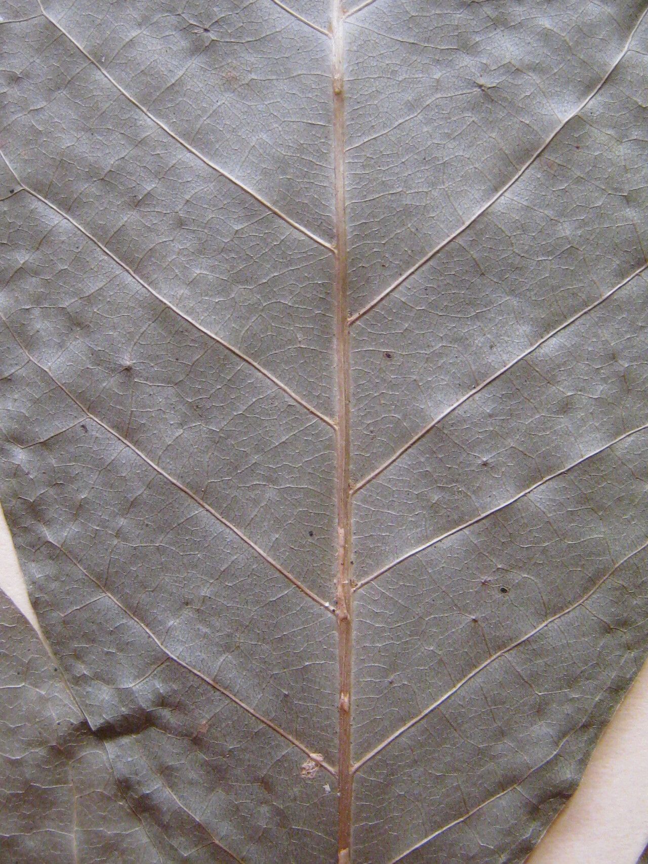 Handroanthus serratifolius other