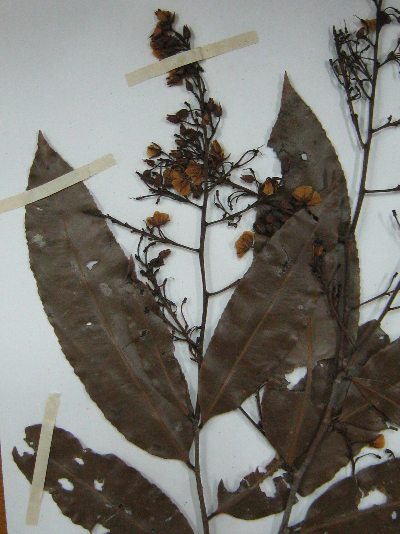 Ouratea francinae — houseplant care guide