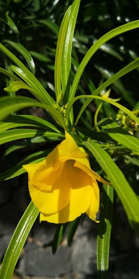 Thevetia neriifolia flower