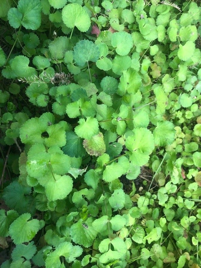 Pimpinella peregrina — search result for 'Pimpinella'