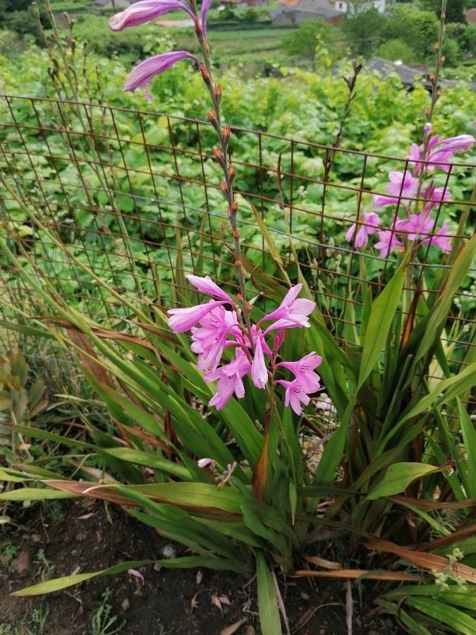 Watsonia borbonica — search result for 'Iridaceae'