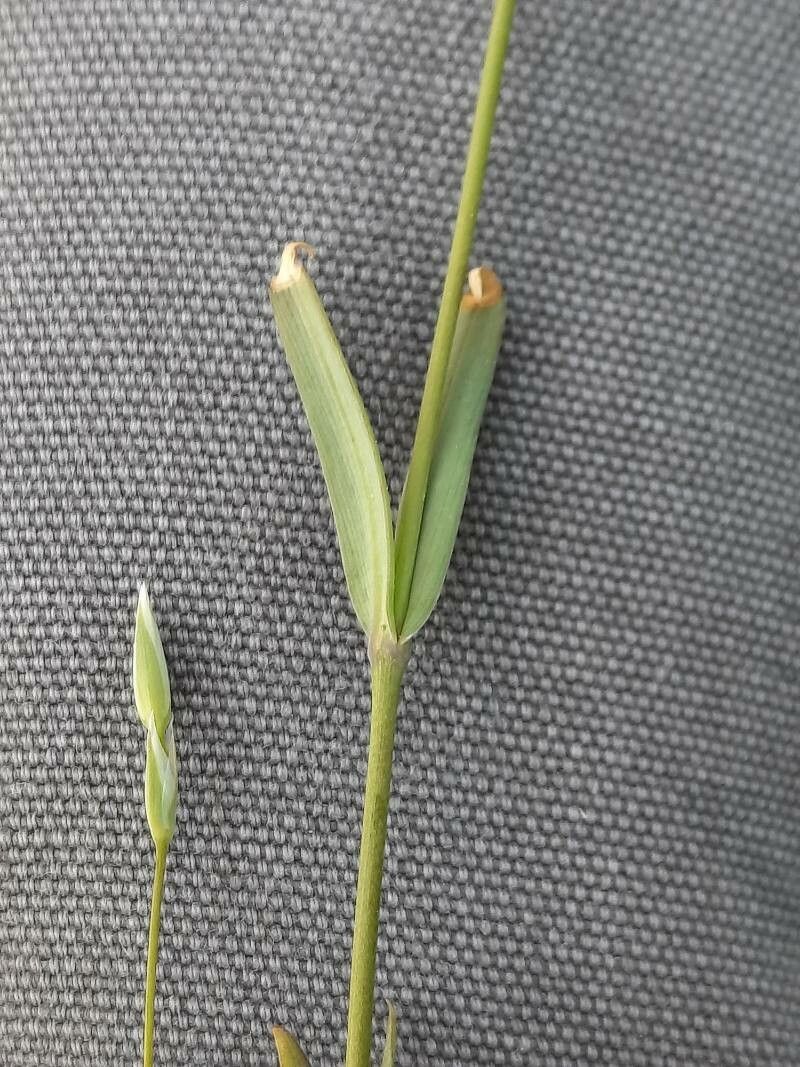 Moenchia mantica — related species from the same genus