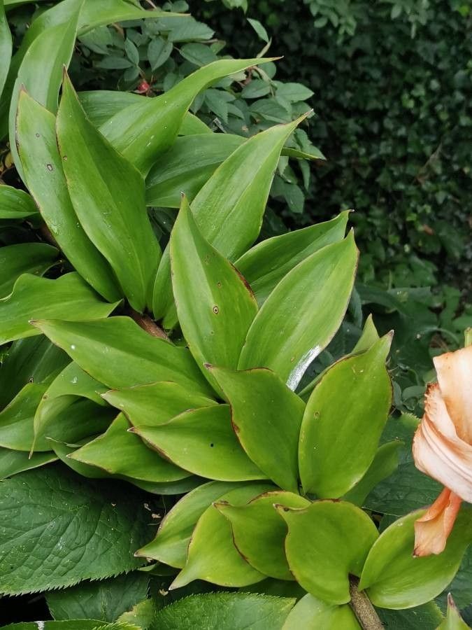 Lilium henryi — search result for 'Lilium'