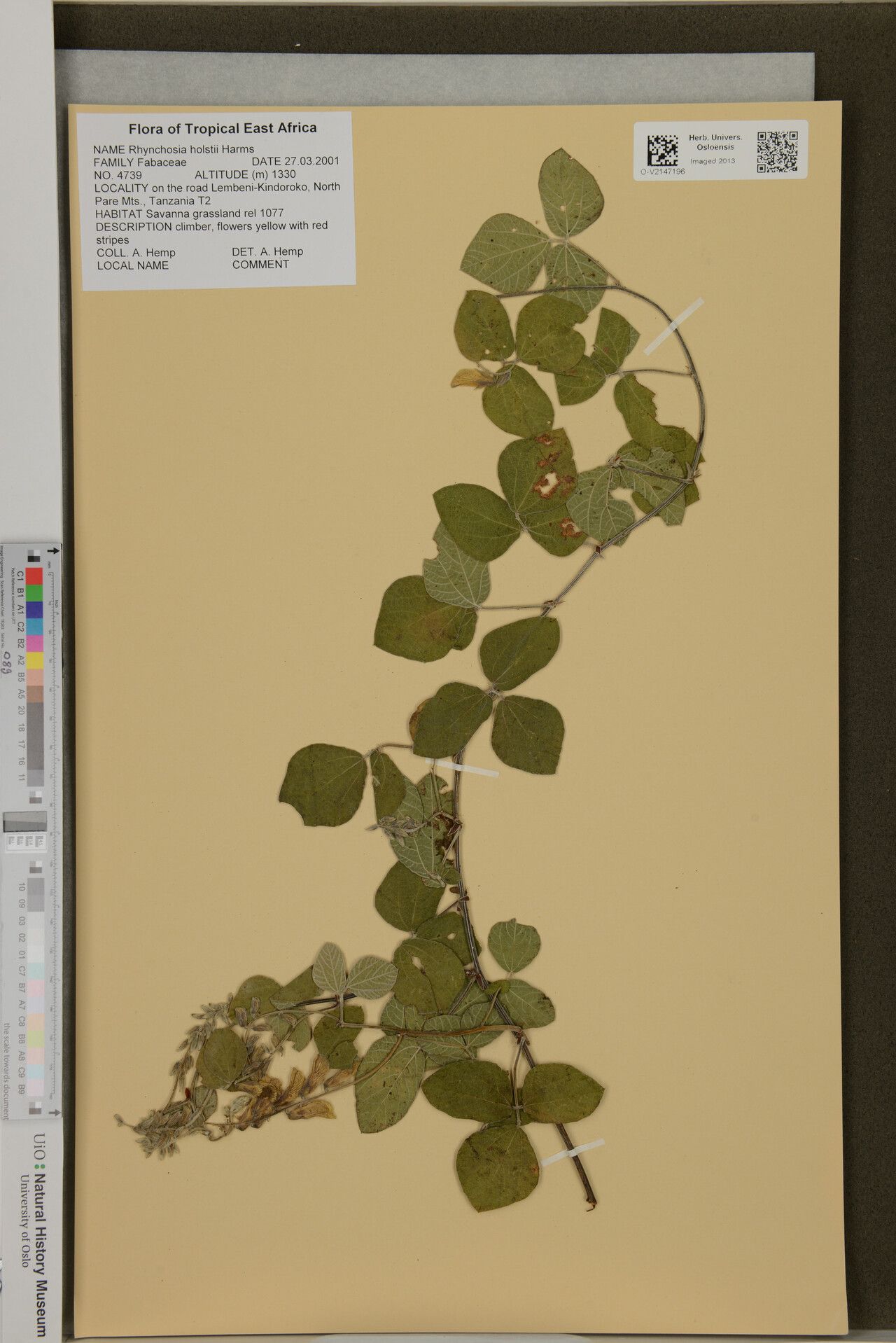 Rhynchosia holstii — houseplant care guide