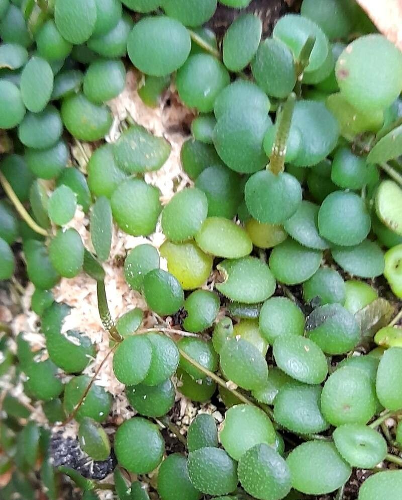 Peperomia circinnata leaf
