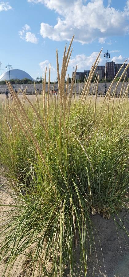 Muhlenbergia rigens flower