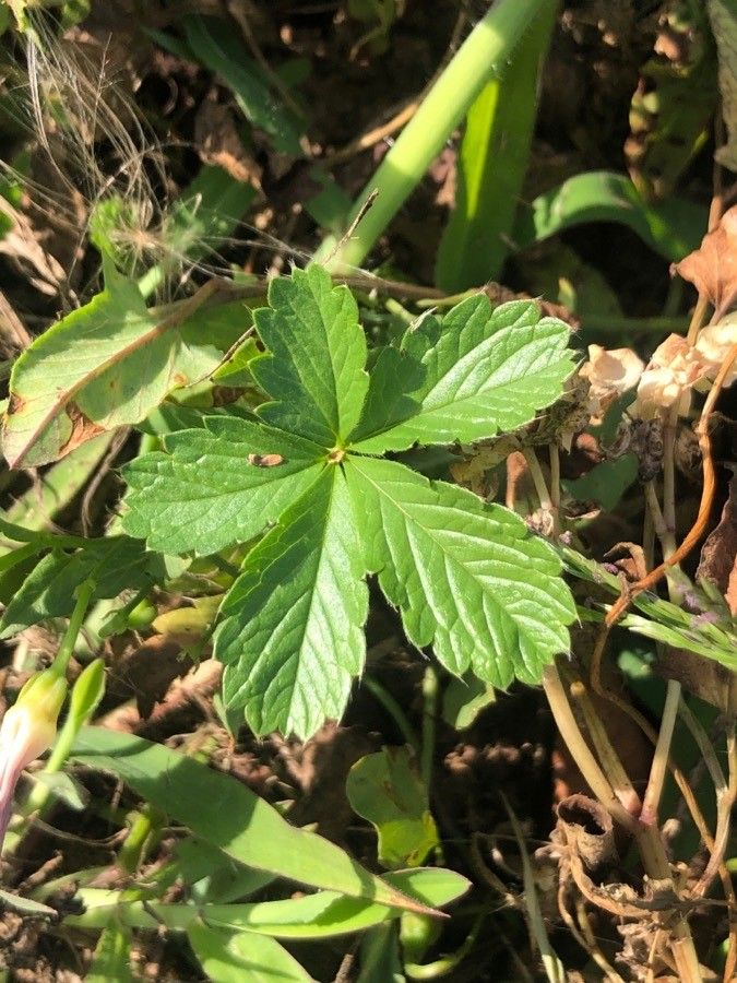 Fragaria virginiana — search result for 'Canada and the United States'