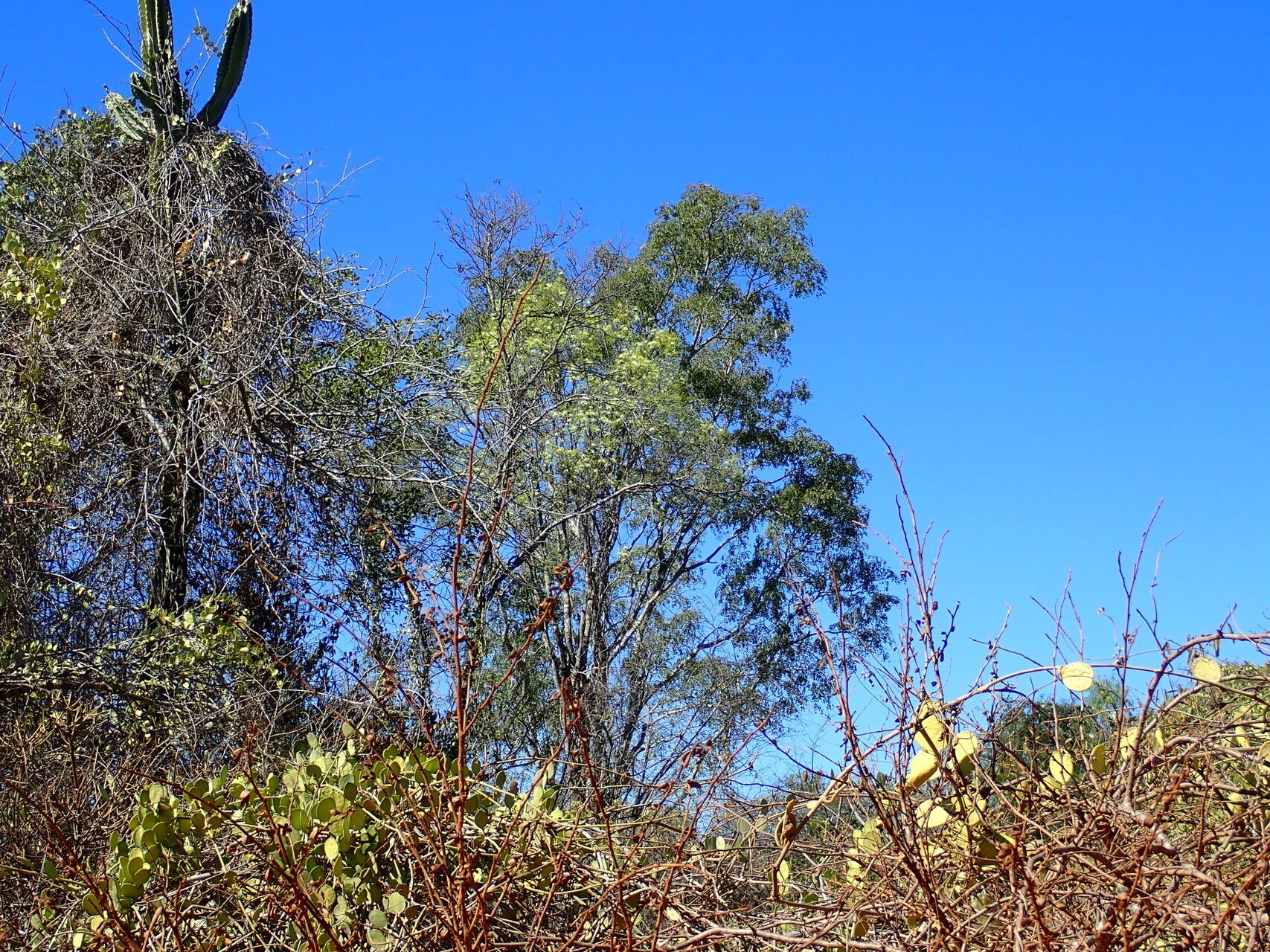 Maerua baillonii habit