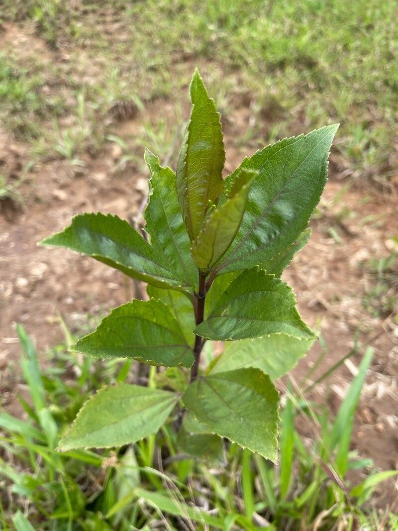 Baccharis pedunculata — search result for 'Baccharis'