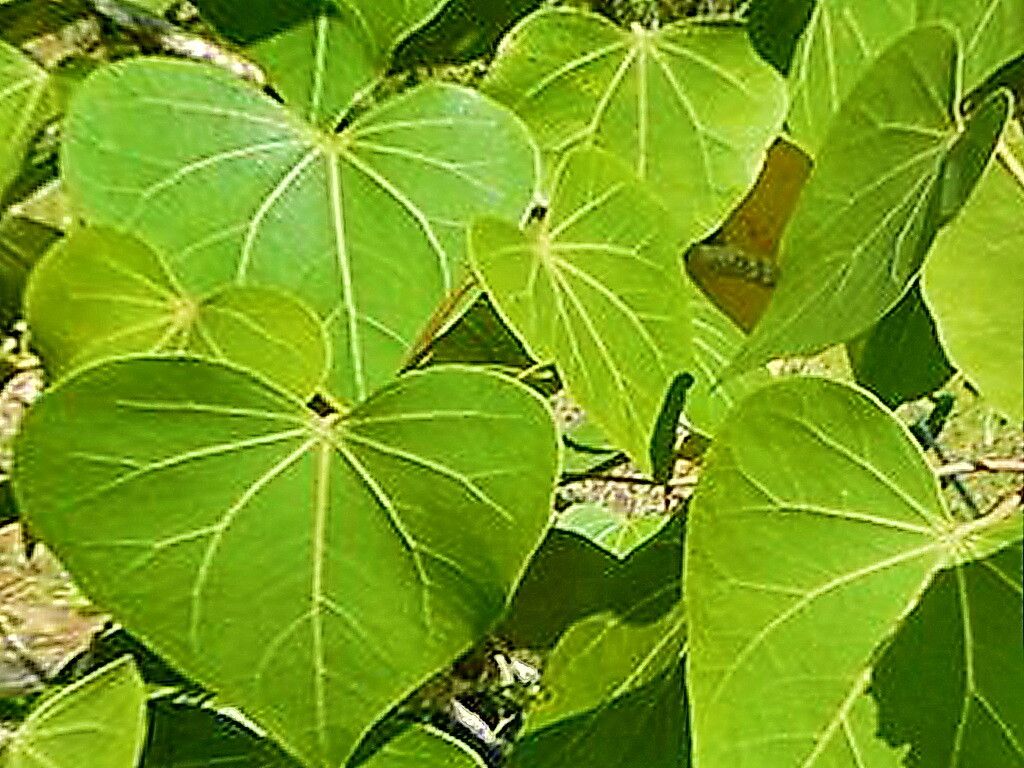 Avicennia alba — related species from the same genus
