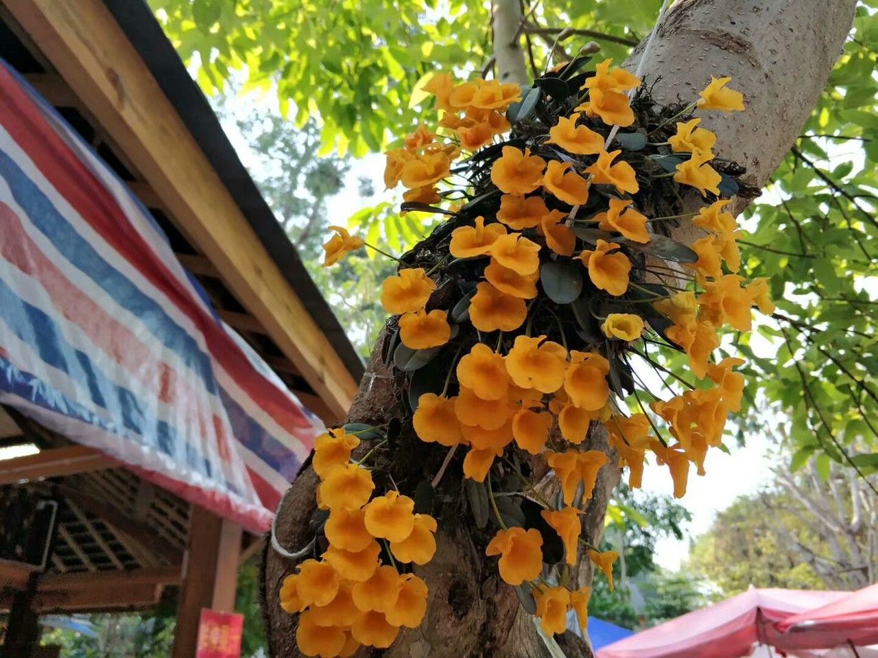Dendrobium lindleyi habit