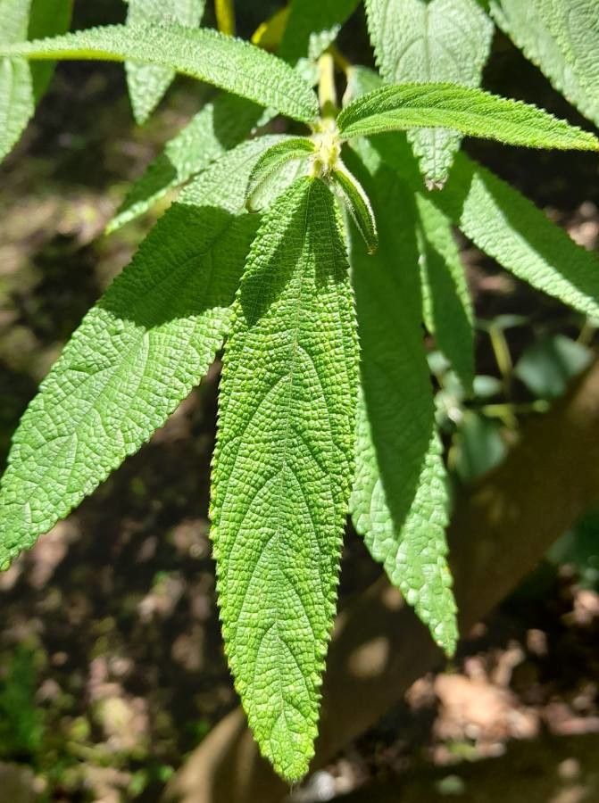 Debregeasia longifolia — search result for 'Myanmar'