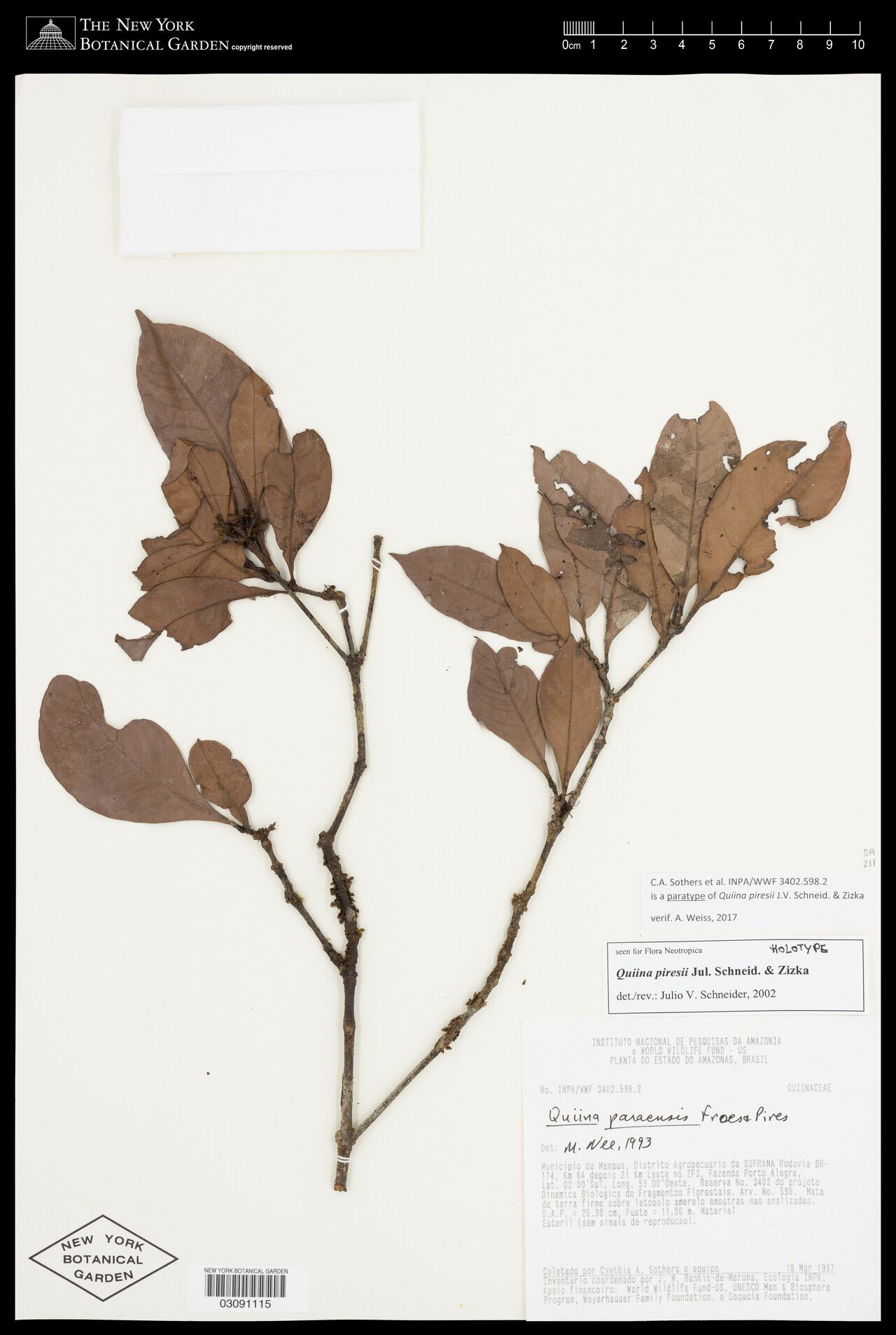 Quiina piresii — houseplant care guide