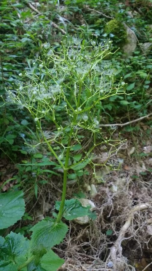 Valeriana pyrenaica fruit