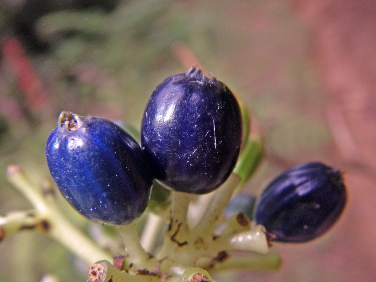 Psychotria cooperi fruit