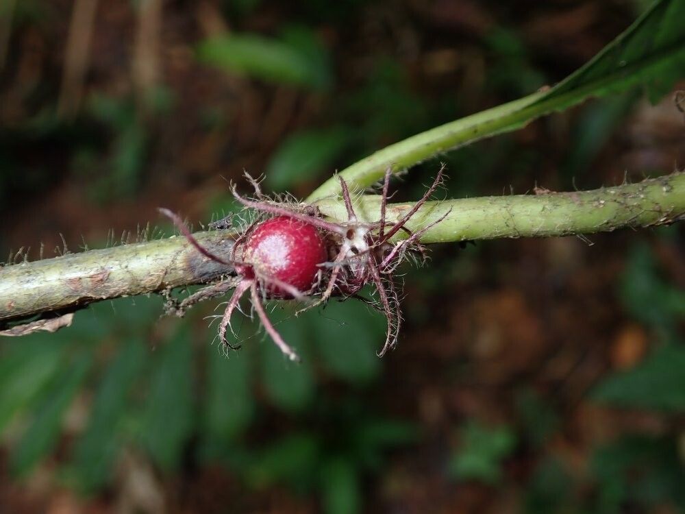 Sabicea hierniana — houseplant care guide