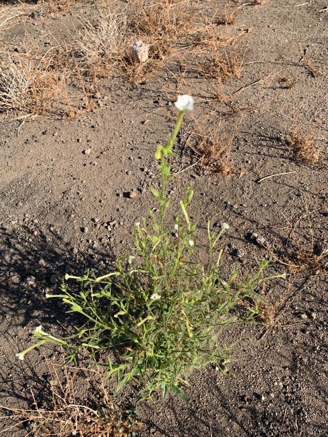 Nicotiana quadrivalvis leaf