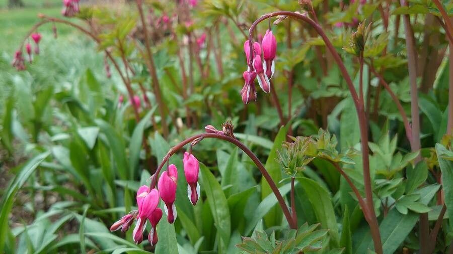 Dicentra spectabilis habit