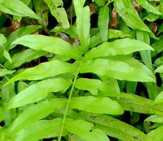 Thelypteris serrata — search result for 'Thelypteris'