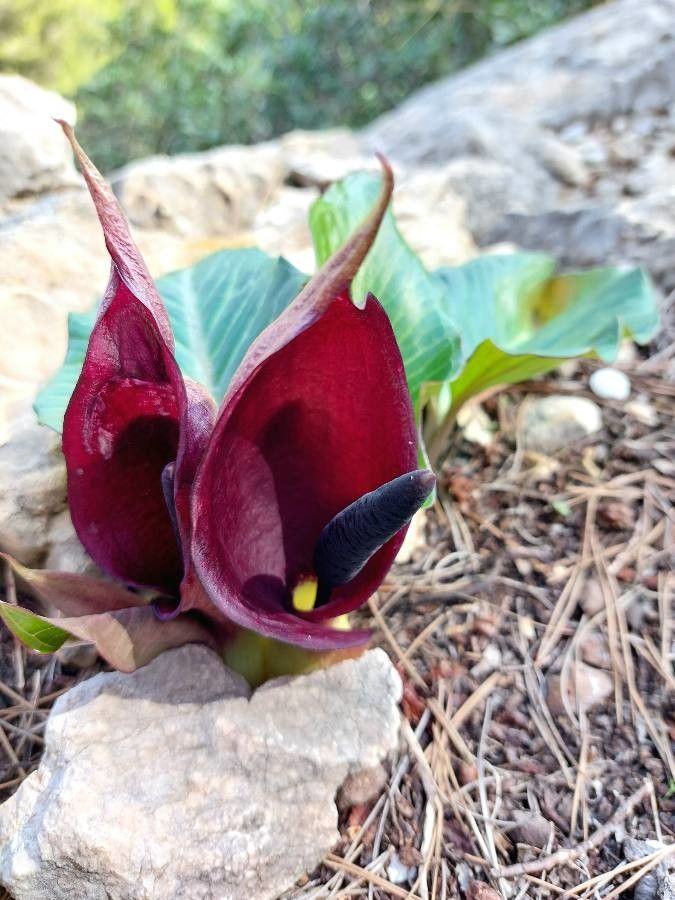 Arum pictum flower