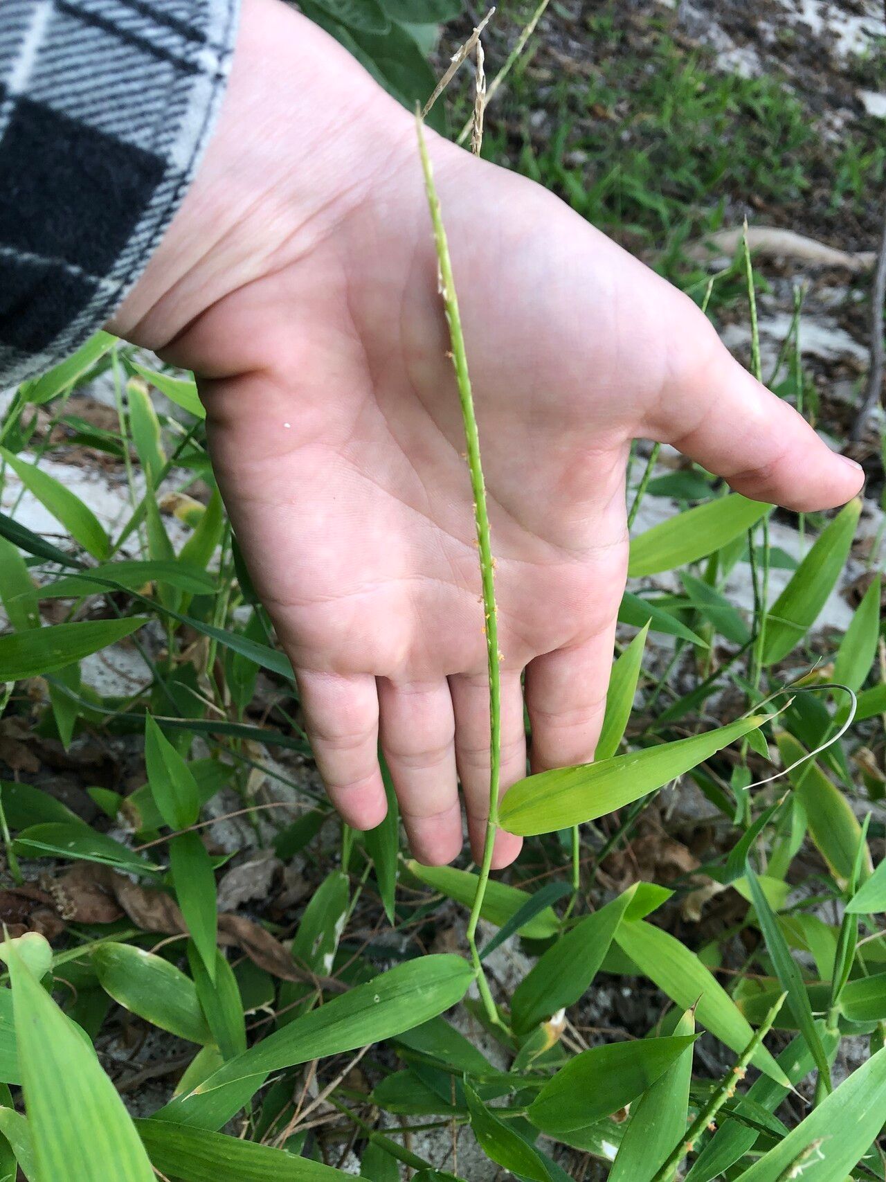 Stenotaphrum micranthum