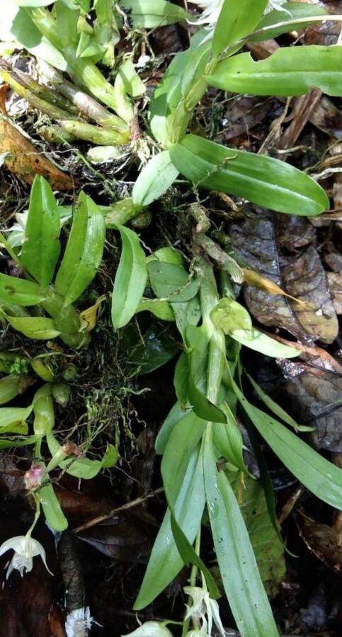 Dendrobium crumenatum — search result for 'Orchidaceae'