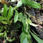 Dendrobium crumenatum