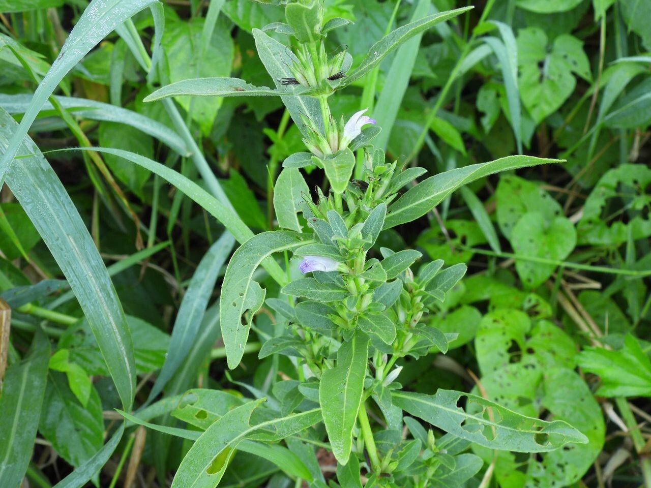 Hygrophila erecta habit