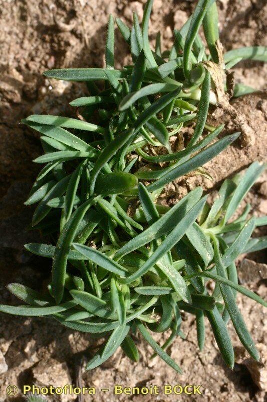 Dianthus cintranus habit