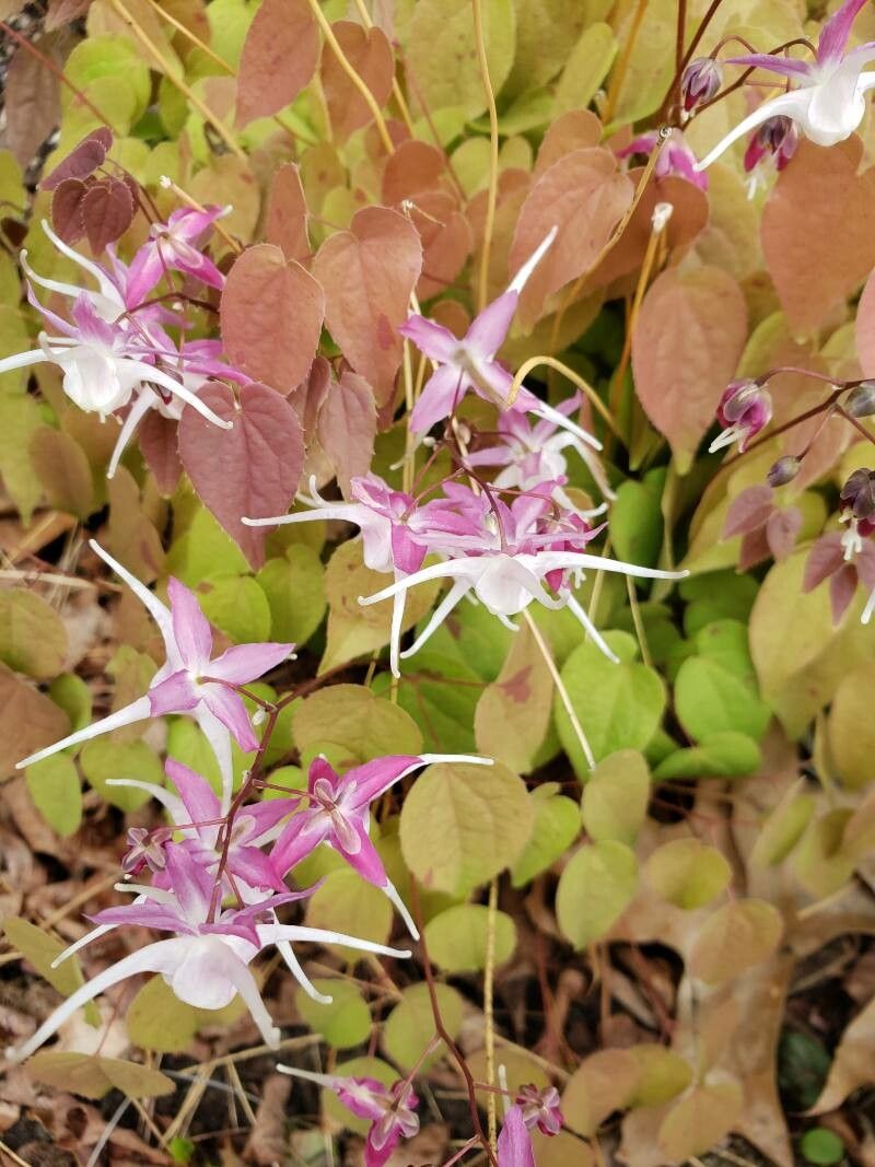 Epimedium grandiflorum flower