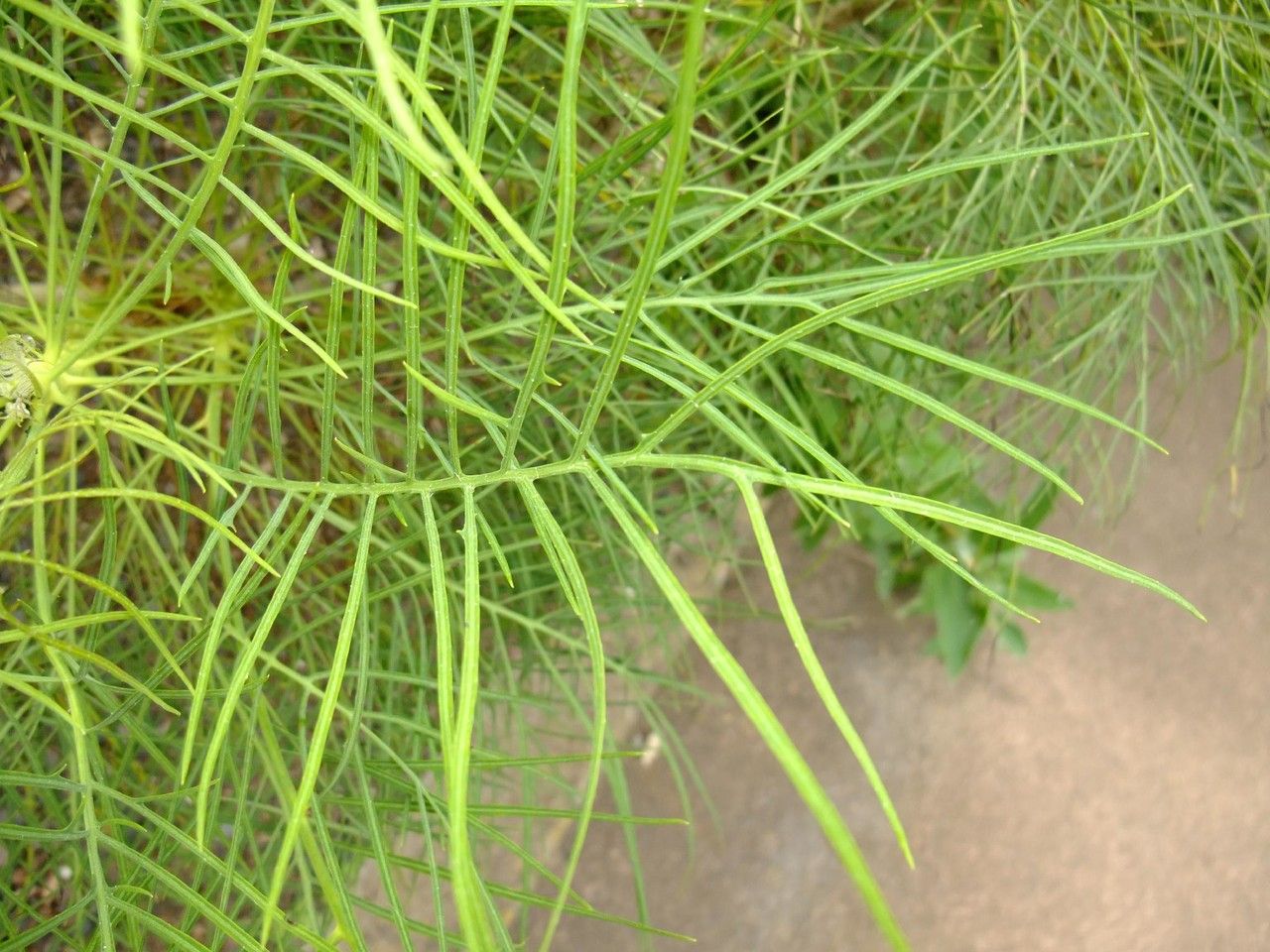 Sonchus wildpretii leaf
