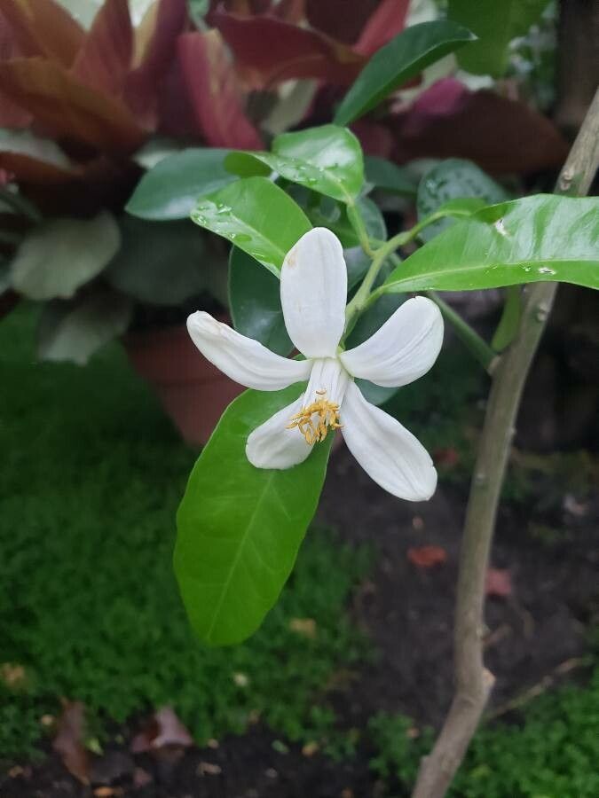 Citrus neocaledonica flower