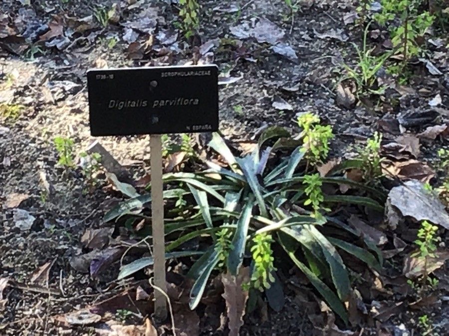 Digitalis parviflora — search result for 'Digitalis'