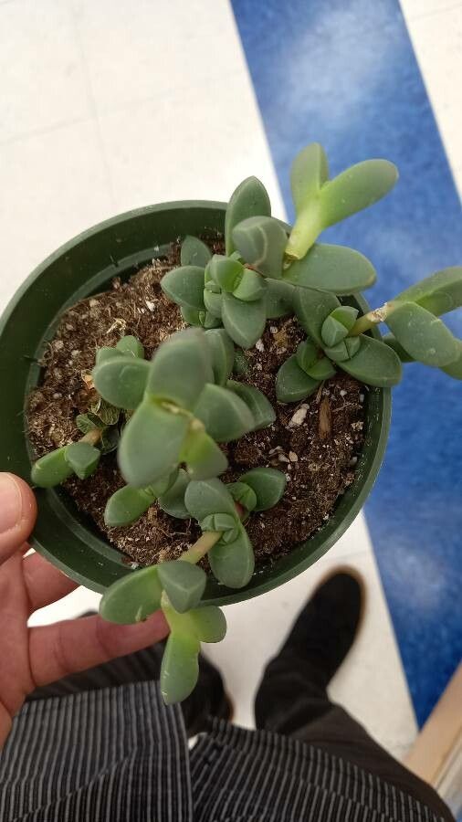 Delosperma lehmannii habit