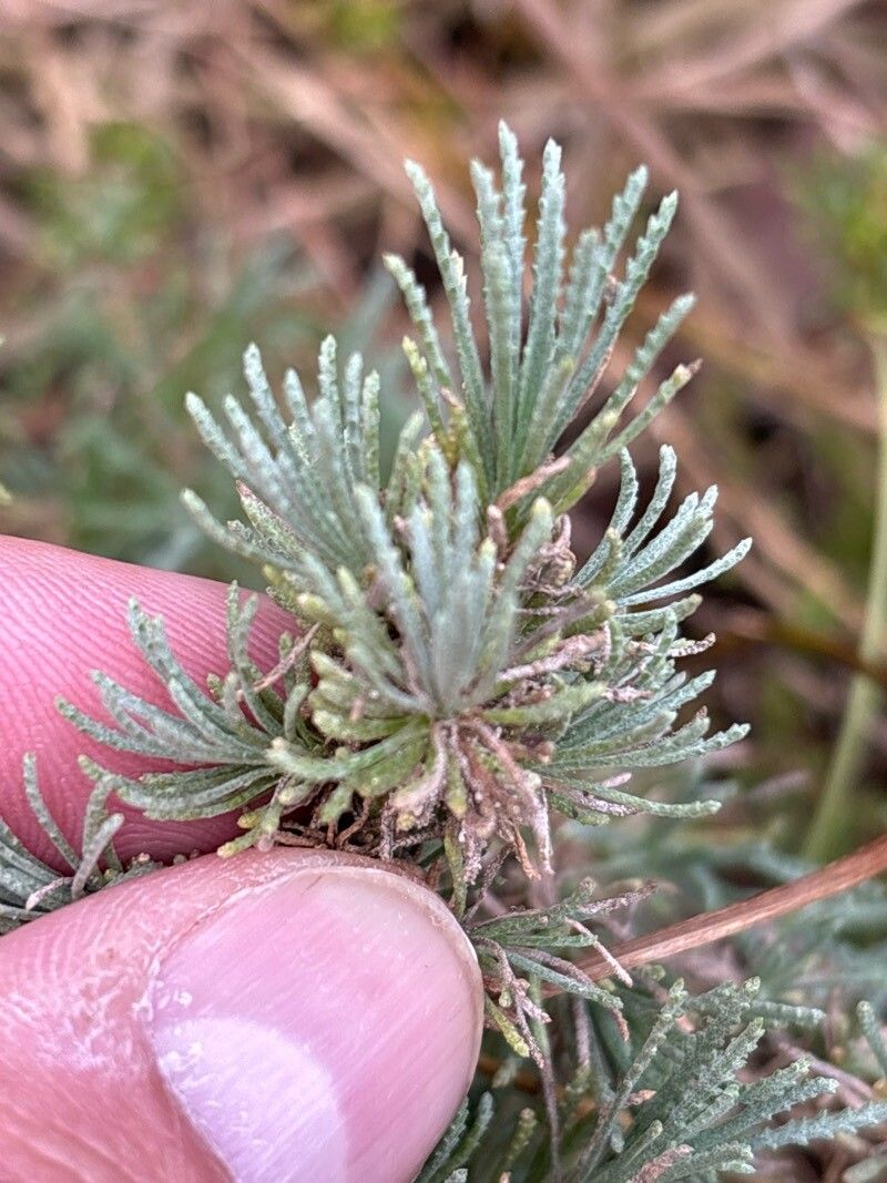 Santolina impressa — search result for 'Santolina'