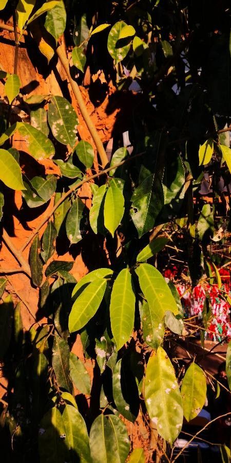 Ficus tinctoria leaf