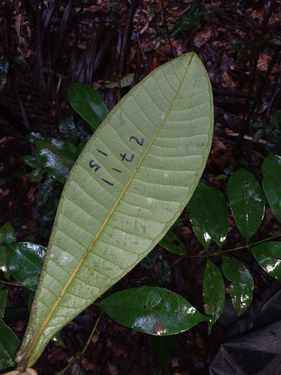 Guatteria guianensis leaf