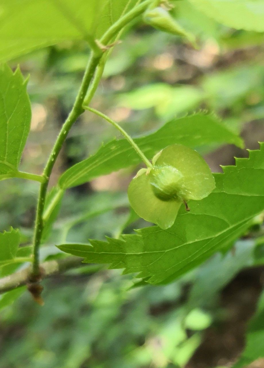 Pteroceltis tatarinowii fruit