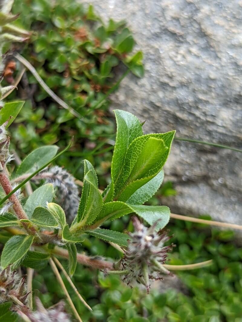 Salix breviserrata — search result for 'Salicaceae'