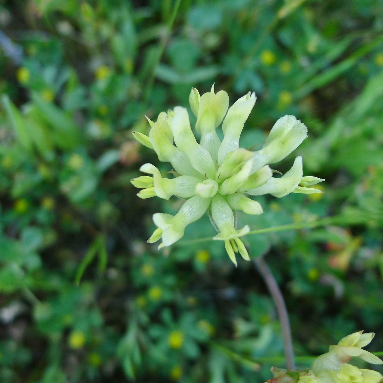 Trifolium fucatum flower